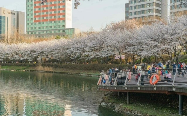 Đến hồ Seokchon Hàn Quốc - chiêm ngưỡng cảnh hoa anh đào khoe sắc rực rỡ