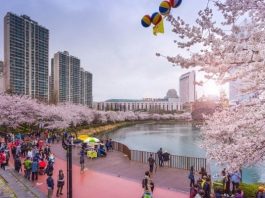 Đến hồ Seokchon Hàn Quốc - chiêm ngưỡng cảnh hoa anh đào khoe sắc rực rỡ